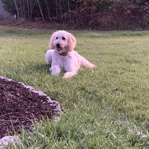 Meet your Posher, Abby